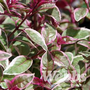 Fuchsia 'Sunray'