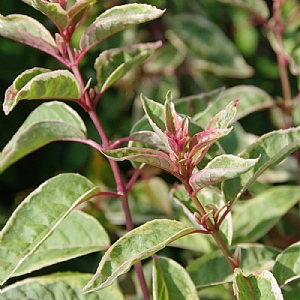 Fuchsia 'Tom West'