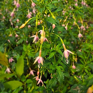 Fuchsia 'Whiteknights Pearl'