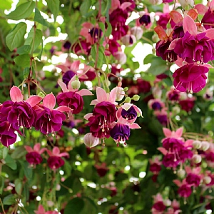 Fuchsia 'Garden News'