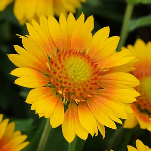 Gaillardia x grandilfora 'Mesa Peach'