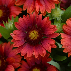 Gaillardia x grandilfora 'Mesa Red'
