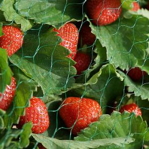 Smart Garden Garden Netting - Various Sizes