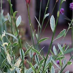 Gaura 'Freefolk Rosy'