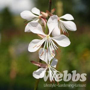 Gaura lindheimeri 'Whirling Butterfly'