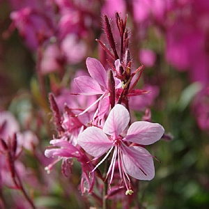 Gaura 'Steffi Blush Pink'