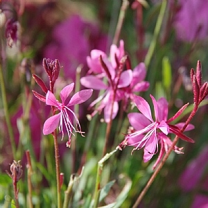 Gaura 'Steffi Dark Rose'