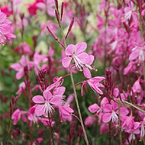 Gaura lindheimeri 'Walbertons Flamingo'
