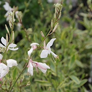 Gaura lindheimeri 'Walbertons Gold Fountain'