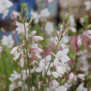 Gaura lindheimeri 'Walbertons Snow Fountain'