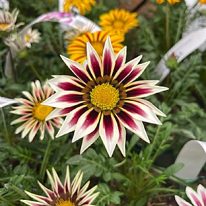 Gazania 'New Day Mix' 6 pack