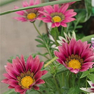 Gazania 'Strawberry Sundae Mix'