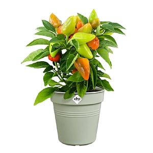 Elho Green Basics Growpot 19cm (Various Colours)