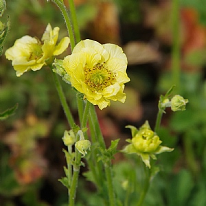 Geum 'Banana Daquiri'