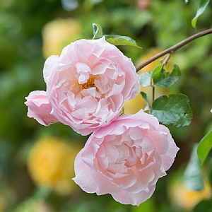 The Generous Gardener English Climbing Rose