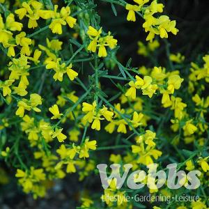 Genista lydia