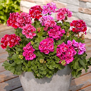 Geranium 'Claudio Rose Eye'