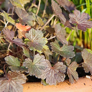 Geranium 'Dusky Crug'