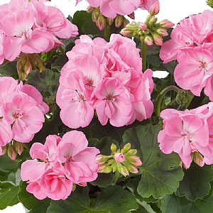 Geranium Light Pink