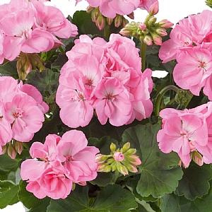 Geranium Light Pink 