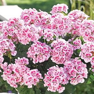 Geranium 'Linus Pink Eye'