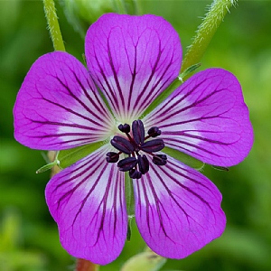 Geranium 'Kelly Anne'
