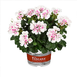 Geranium 'Stella White Sparkle'