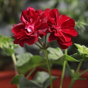 Geranium 'Atlantic Burgundy Blaze'
