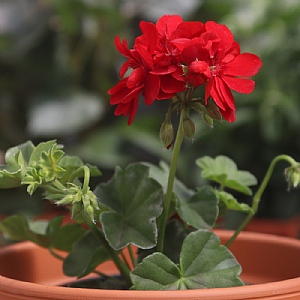Geranium 'Atlantic Red'