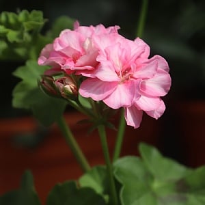 Geranium 'Atlantic Pink Bicolor'
