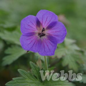 Geranium himalayense 'Baby Blue'