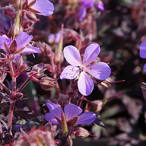 Geranium 'Black Beauty'
