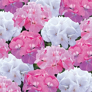 Geranium 'Candyfloss Mix' 6 pack