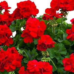 Geranium 'Calliope Dark Red'