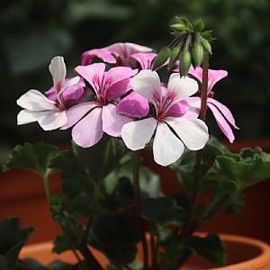 Geranium 'Calliope RocknRose'