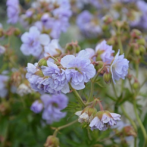 Geranium pratense 'Cloud Nine'