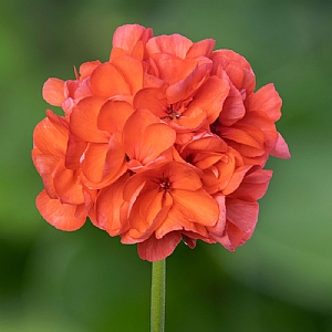 Geranium 'Compact Line Salmon'