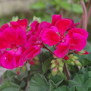 Geranium 'Cranberry Splash'