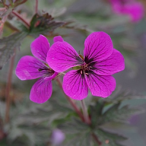 Geranium 'Dark Eyes'