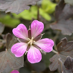 Geranium 'Dusky Rose'