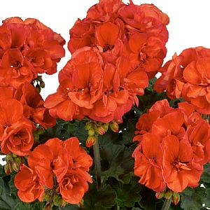 Geranium Dolce Vita 'Sylvia Orange'