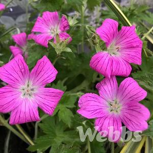 Geranium 'Dreamland'