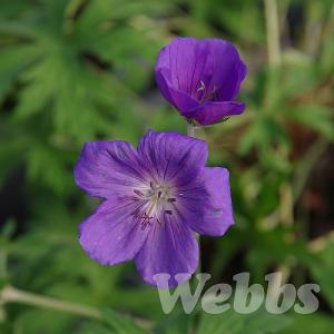 Geranium pratense 'Eureka Blue'