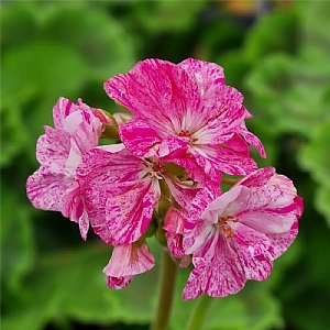 Geranium Flic Flac 'Violet Nova'