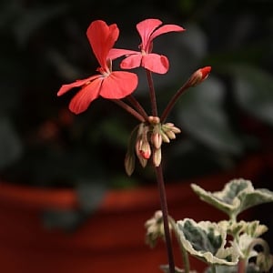 Geranium 'Frank Headley'