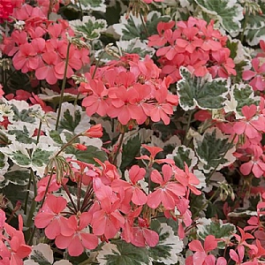 Geranium 'Frank Headley'