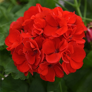 Geranium 'Galaxy Red'