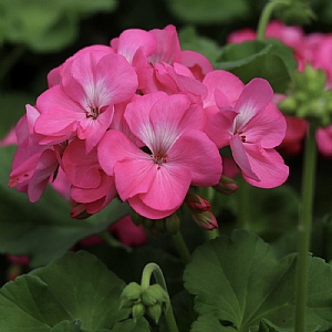 Geranium 'Galaxy Rose'
