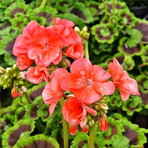 Geranium 'Galaxy Salmon'