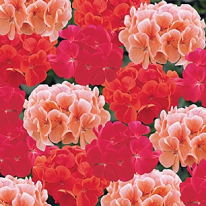 Geranium 'Hot and Spicy Mix' 6 pack